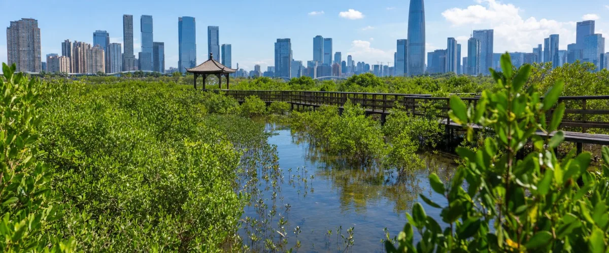 China: Revised CCER Mangrove Methodology V02 Applies From Nov 7, 2026